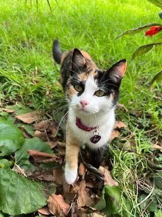 דירה At Flamingas Place